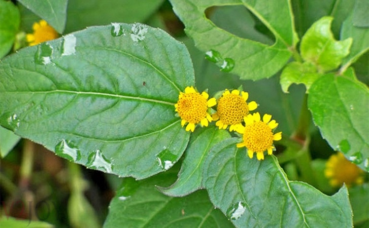 Đặc điểm của hoa Cúc Áo Hoa Vàng